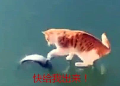 女子带着橘猫出去散步 结果走到河边 橘猫的反应让女子笑喷了