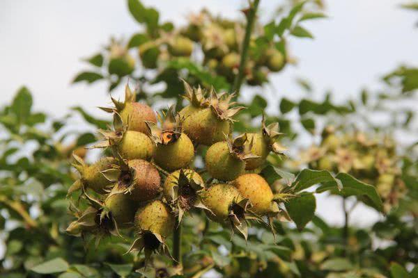 这种农村野果,被人称为"刺菠萝",营养胜过酸枣,种植前景好!