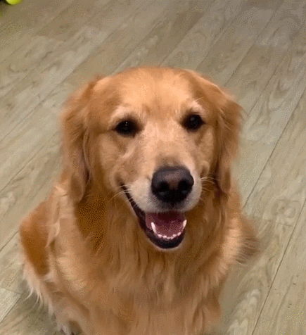 这狗子看起来很开心的样子,不知道是有什么高兴的事情,实在是呆萌坏了