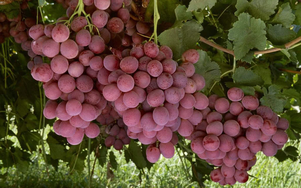 红地球葡萄园选址要求,合适的条件才能种出好葡萄
