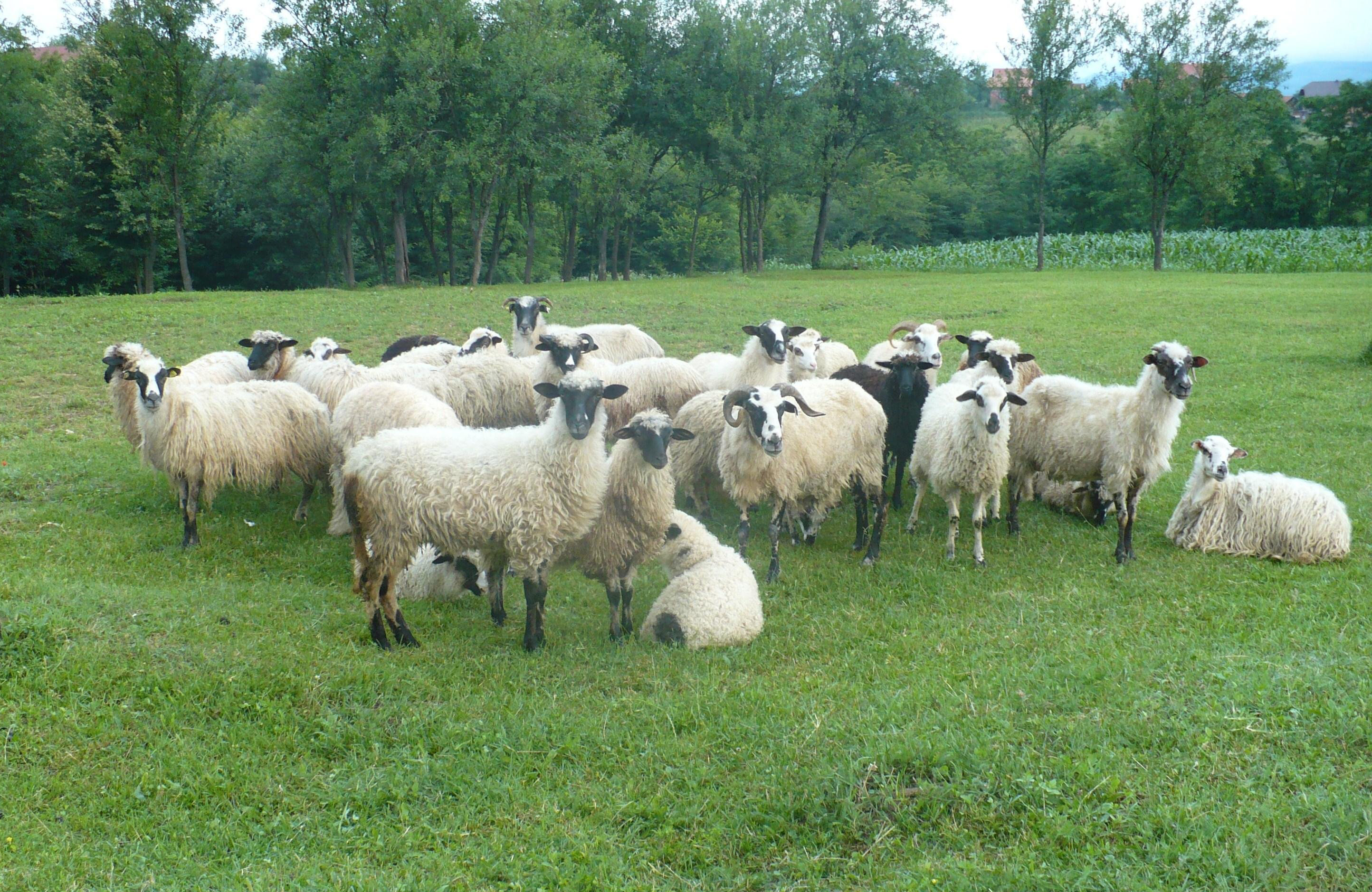 养殖户,营养,牛羊,微量元素