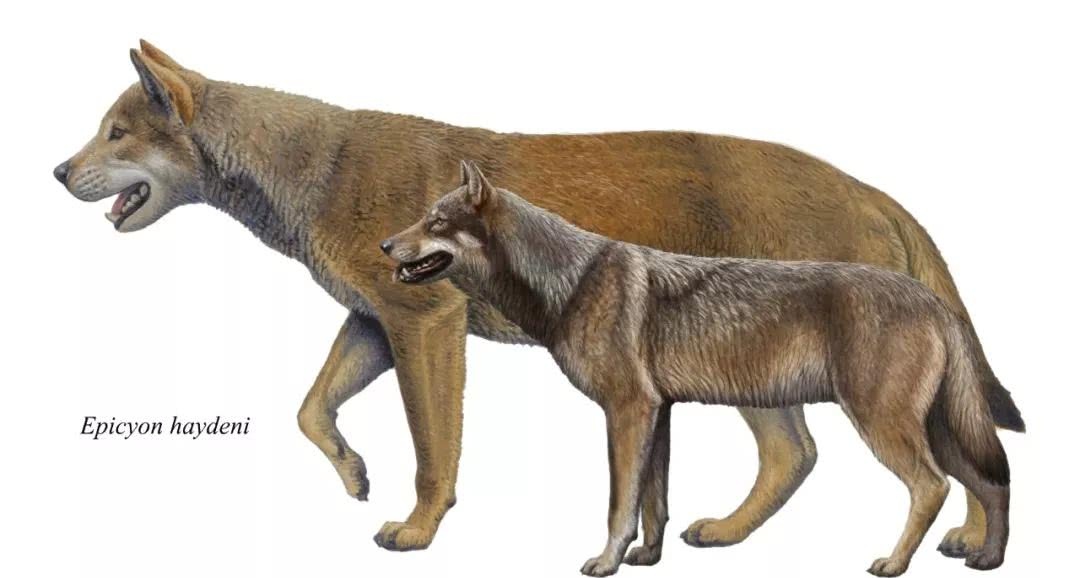 史前有没有异常强大的犬科动物 能打得过狮子老虎