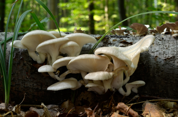荒野维生野菜系列——肺形侧耳