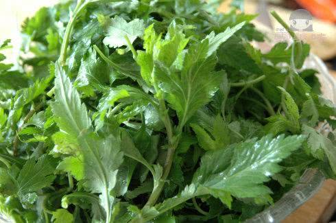 教你如何种出菊花芽菜