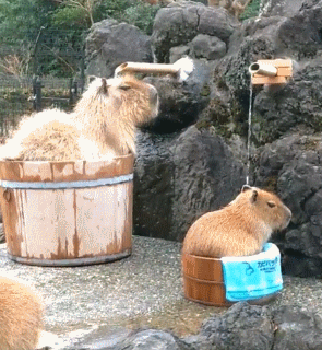 神奇的大自然,被动物争着吃屎的水豚君?