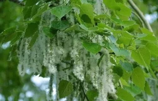 中国天气网介绍说,以最先飘絮的毛白杨为例,只有日平均气温>0℃,才是