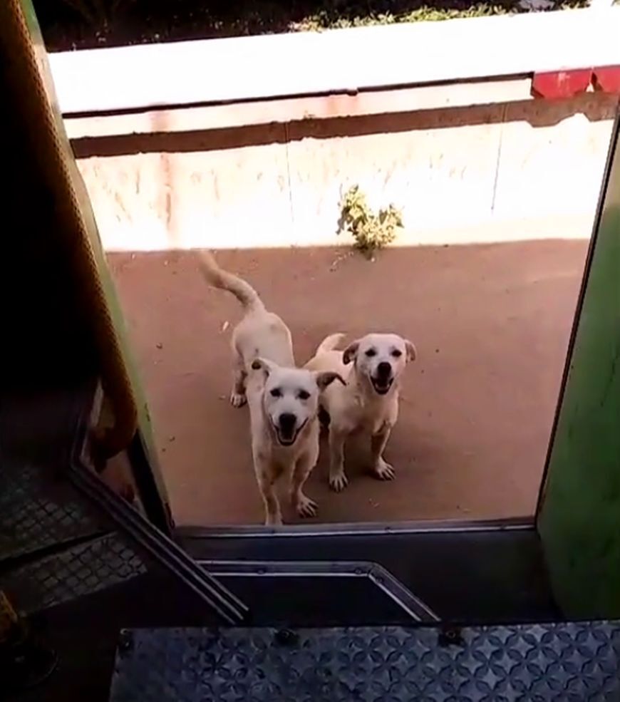 主人坐车进城 田园犬兄弟追到公交站 狗 我俩也想进城