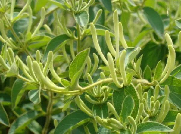 【今日讲解】清热解毒药:金银花,连翘