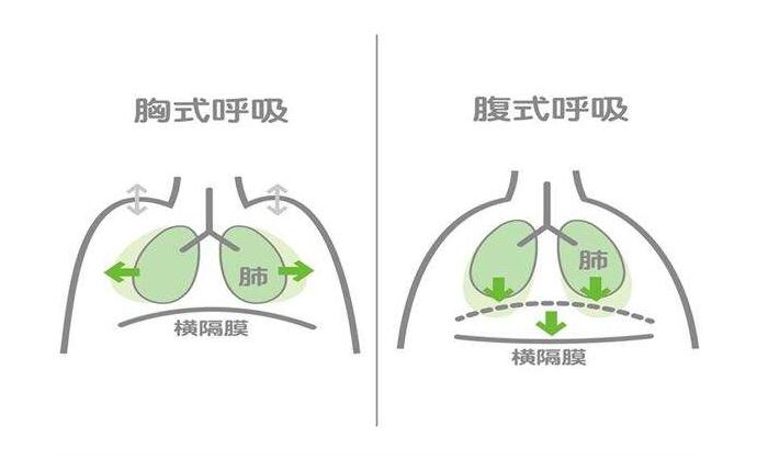 口鼻并用,避免出现"喝"气轻松柔和地吸气,吸足吸满,扩展胸腔,使横膈膜