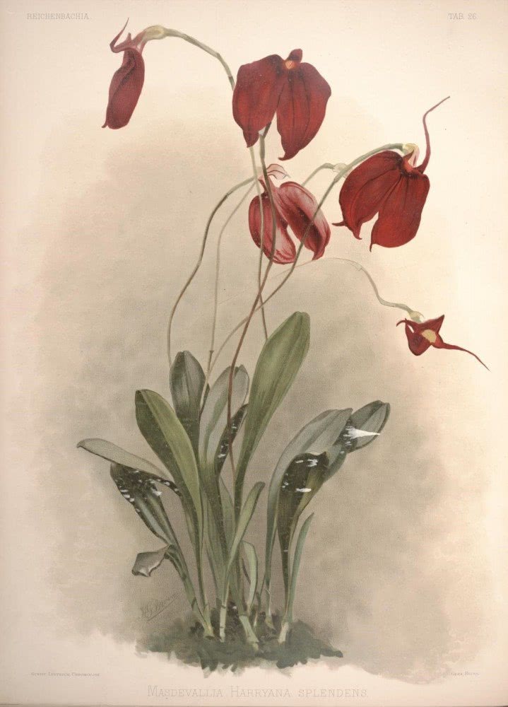 手绘兰花图鉴,哪一朵你愿放心上