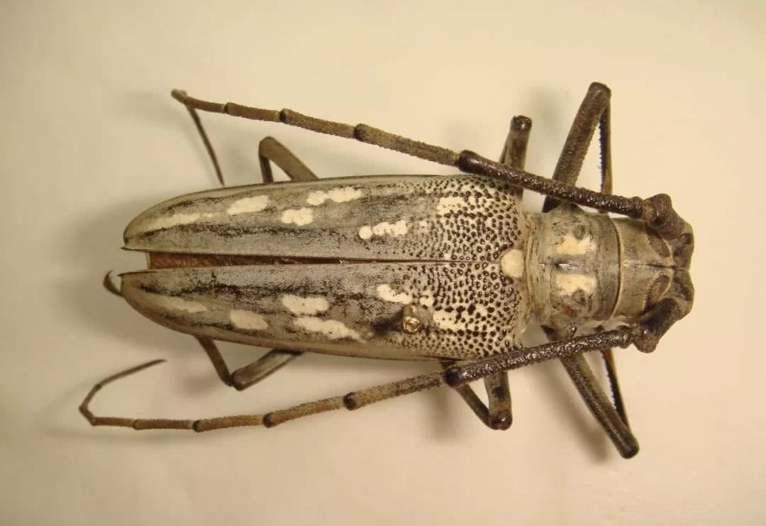 上海常见昆虫-15密点白条天牛