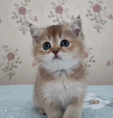 小猫咪探着小脑袋,这呆呆的小表情,瞬间爱上了!