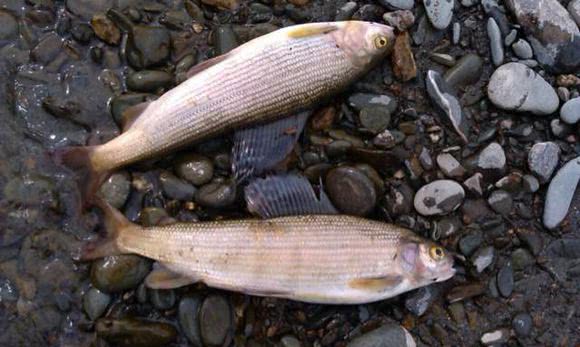 阿勒泰地区,追寻这种冷水溪流中的精灵"花翅子"现在已经禁钓