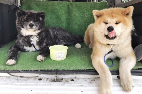 秋田犬,秋田县,日本