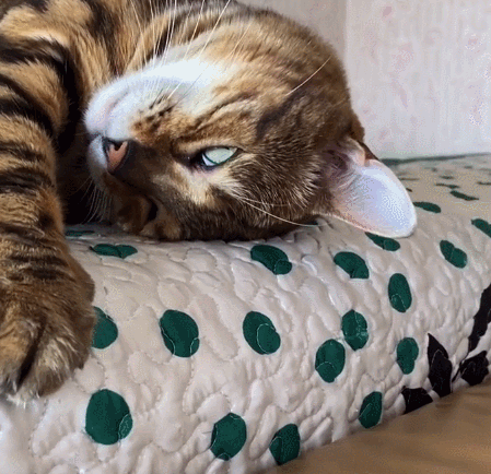 万分调皮且灵活乖巧的小猫咪,看这直勾勾的小眼神,实在是太逗了!