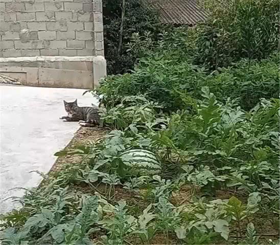 好心人喂流浪猫,猫咪趴在瓜田看护西瓜,猫:请叫我招财猫