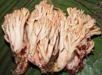 安康特产:陕南秦岭深山一种野生珍惜美味的食用菌——珊瑚菌「刷把菌」 安康特产:陕南秦岭深山一种野生珍惜美味的食用菌——珊瑚菌「刷把菌」