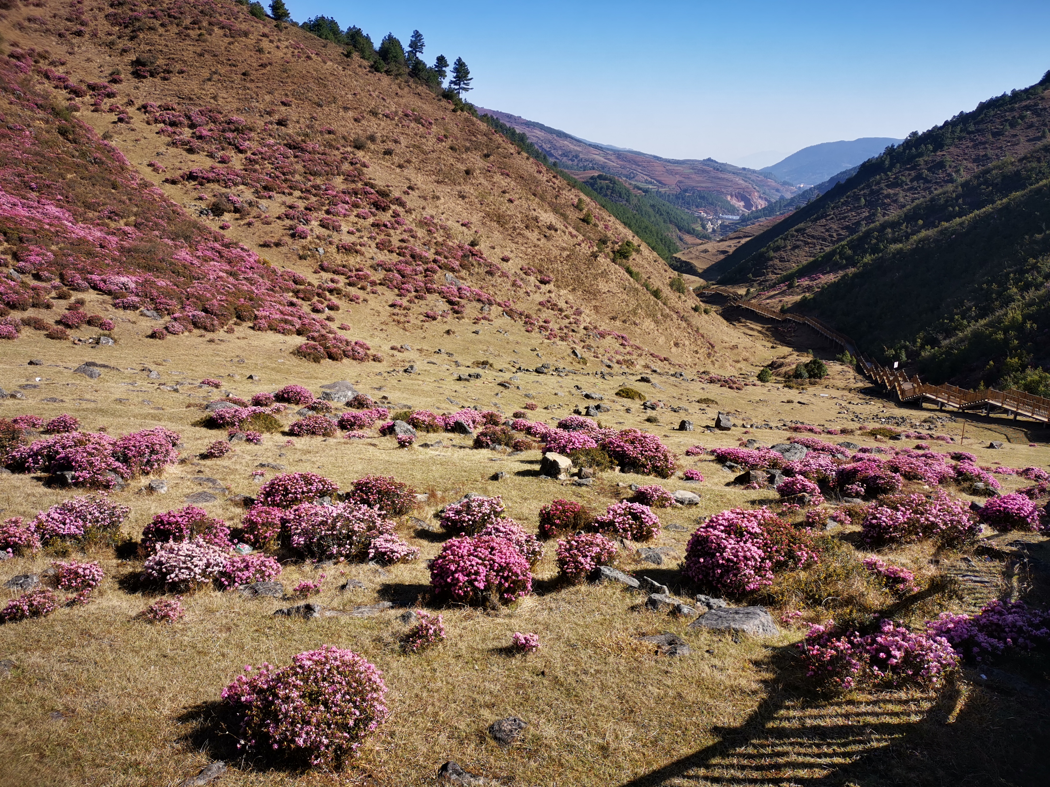 禄劝马鹿塘乡4000多亩杜鹃花开啦