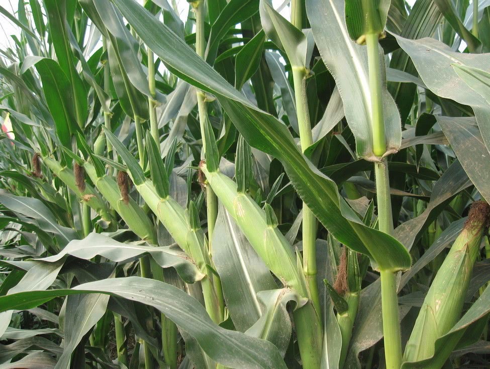 玉米选种,你问我答,条条记牢,秒变专家!