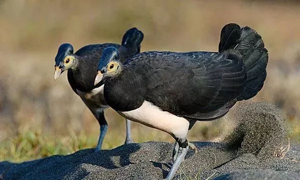 破壳就能飞行的鸟——苏拉冢雉