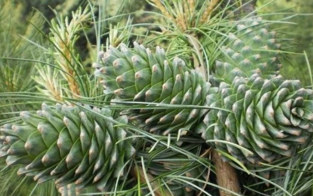 世界上最危险的工作之一"打松塔",网友:再也不觉得松子贵了!