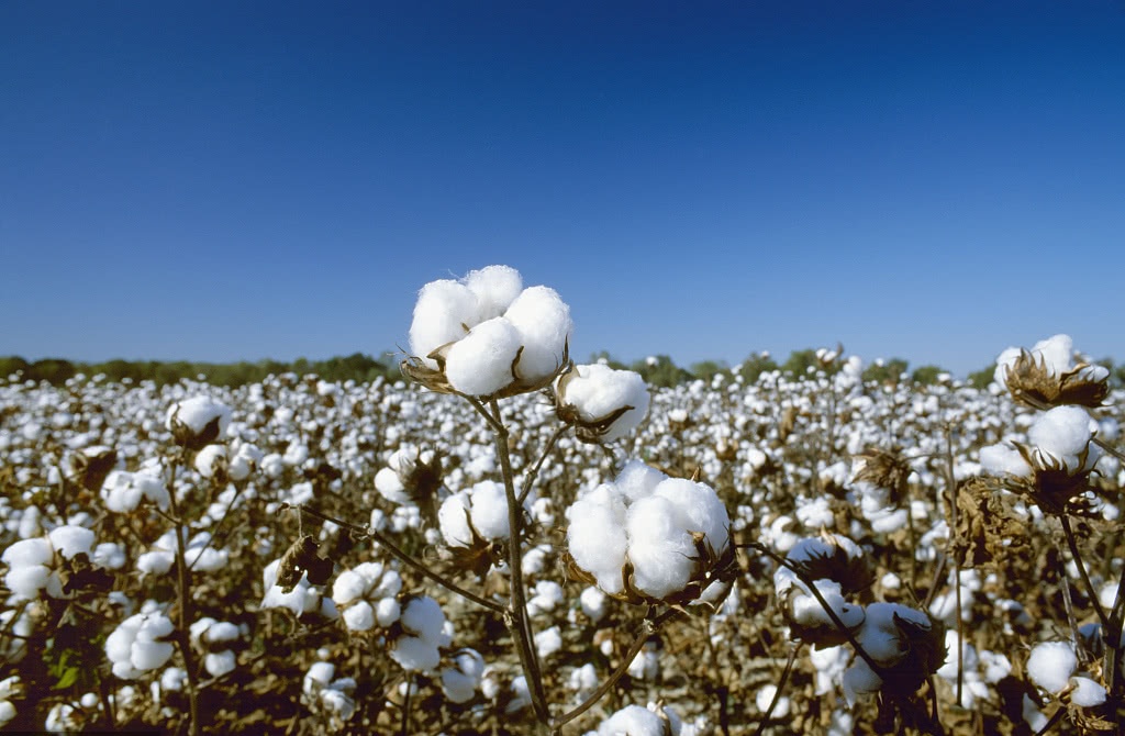 美棉装运提供短期支撑,等待下游消费缓慢恢复