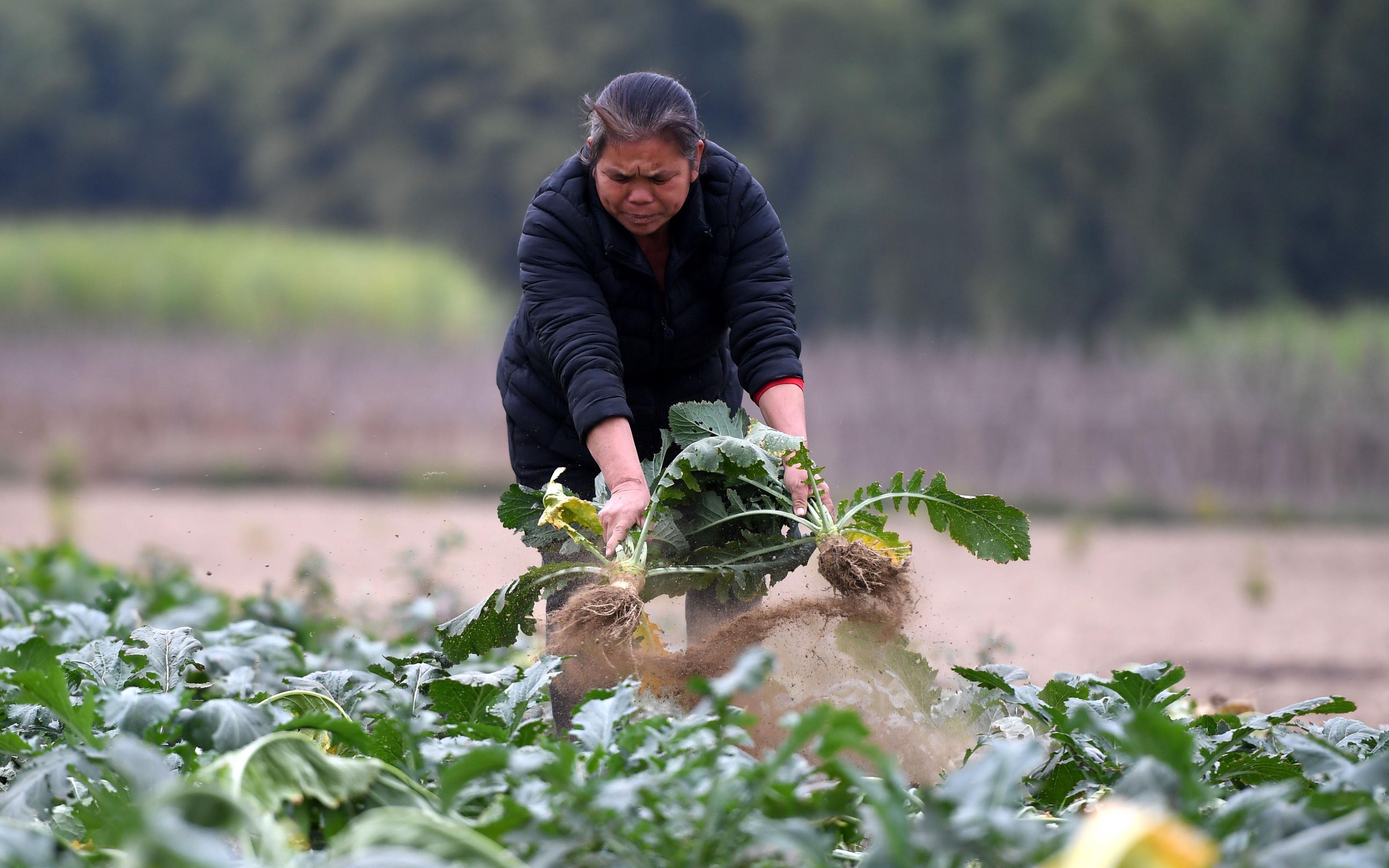 腌制,广西,广西柳州,长沙村,黎寒池,新京报,柳州