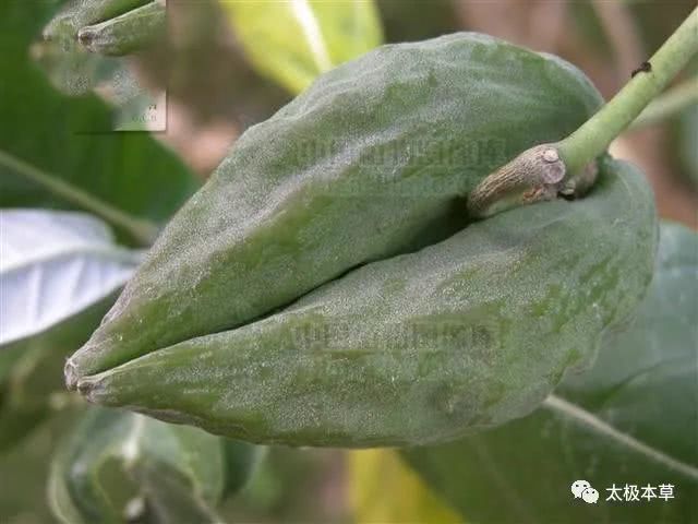 牛角瓜,见过吗?有毒,外用治各种皮肤癣及疣