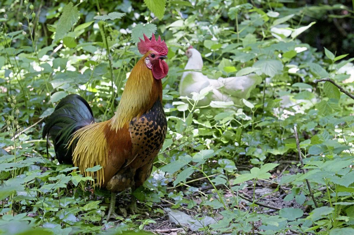 "流浪鸡"成群结队滋扰岛上居民,他们苦不堪言却没有对策