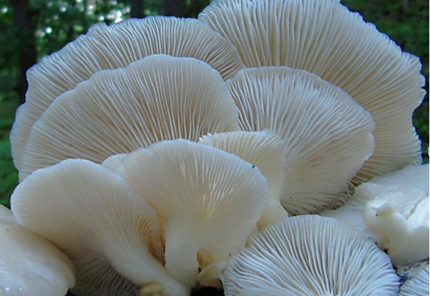 荒野维生野菜系列——肺形侧耳