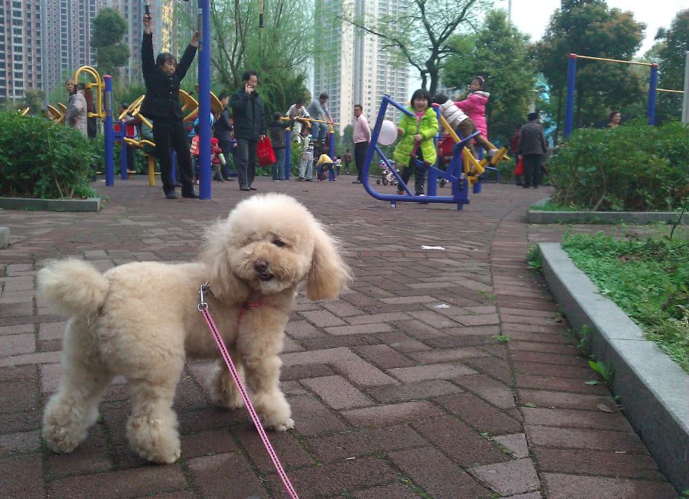 泊林郡小区养犬的业主在小区里遛狗,现在很多都会自带便袋,主动清理狗