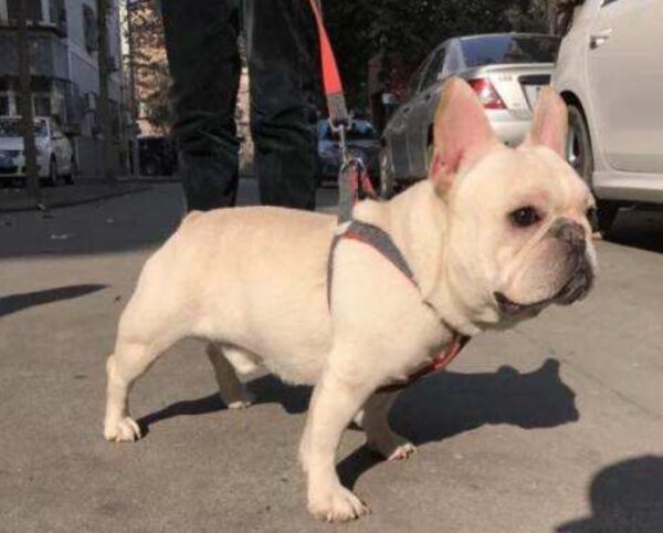 法国斗牛犬咬伤路人 狗主人当众持棒打死活狗 还扬言 谁劝打谁 Acfun弹幕视频网 认真你就输啦 W ノ