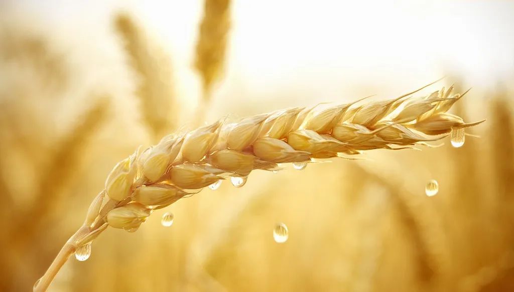 张利:撒落的汗水 滴落到了我的心上