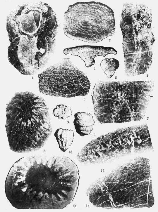 四川古生物研究演变:外籍专家首次发现恐龙化石已建成多个博物