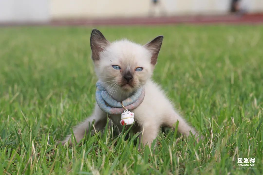 暹罗猫 siamese cat