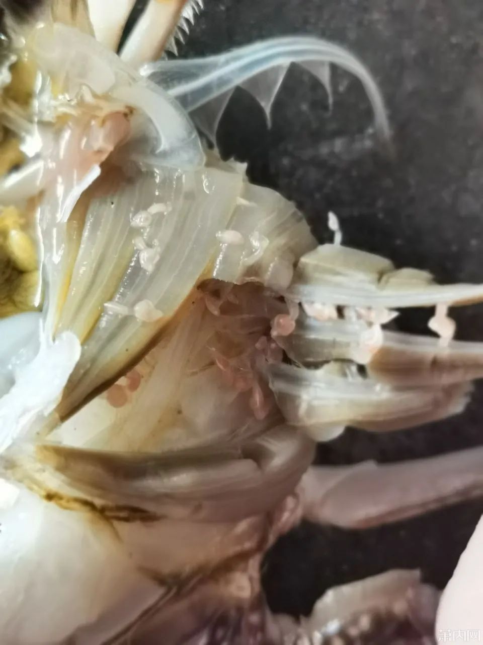 萧山一网友买了几只梭子蟹,剥开一看直接扔了!看着瘆人,还能吃吗?