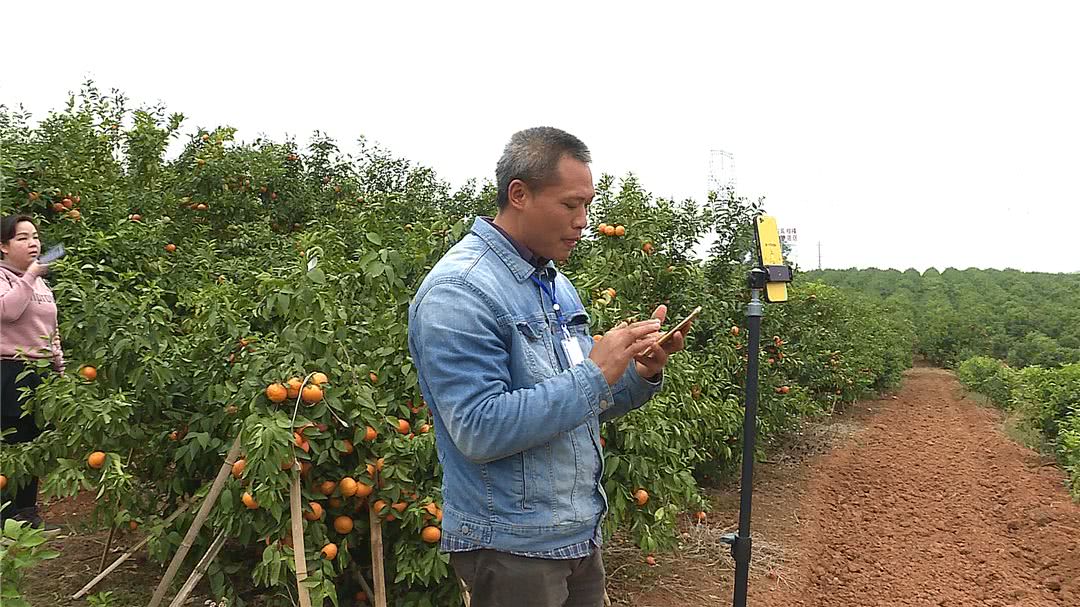 南寧沃柑直播基地(廣西南寧沃柑種植基地) 南寧沃柑直播基地(廣西南寧沃柑種植基地)