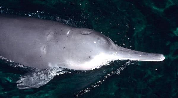 白鳍豚,大熊猫,中华白海豚