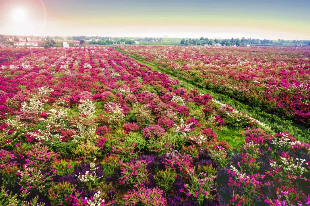 成都北边邂逅3000亩紫薇花海,地铁3号线可达!