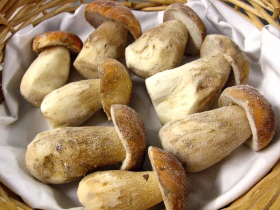 【当季美味】聪明的吃货,是不会放过这些菌菇的! 【当季美味】聪明的吃货,是不会放过这些菌菇的!