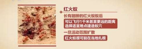 这种动物很危险！还有人当宠物卖