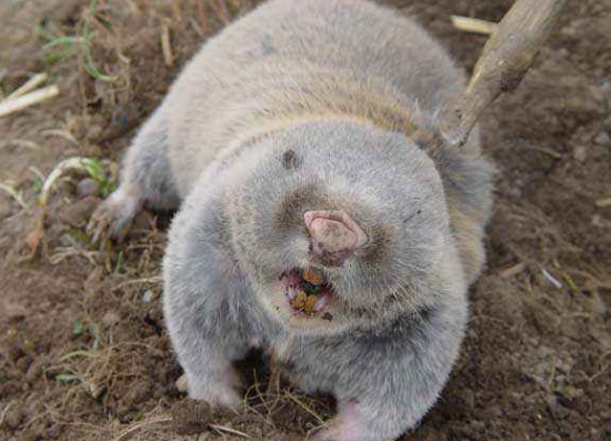 这种动物在农村人人喊打,城里却有人苦寻它作为下酒菜