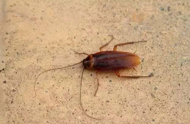 将"小强"和"樟脑丸"放进一密封的杯子中,会发生什么呢?