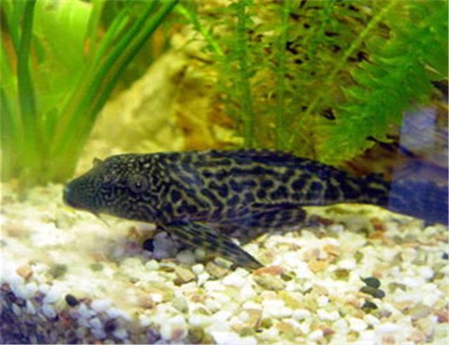 热带观赏鱼之鱼缸万能工具鱼—清道夫