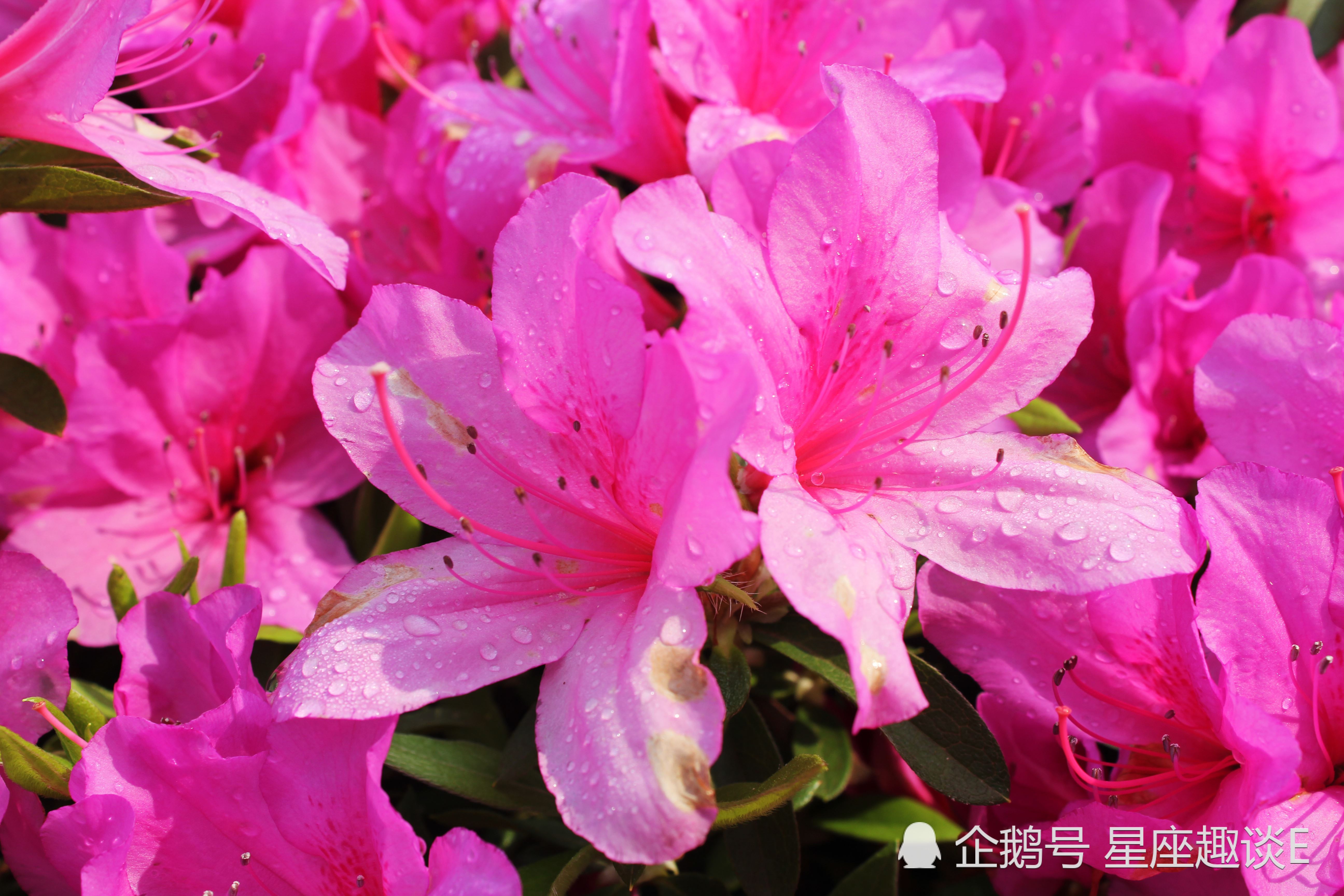 通常都能快速复原诞生石 猫眼石 幸运花龙胆石竹 代表天蝎座的星座花