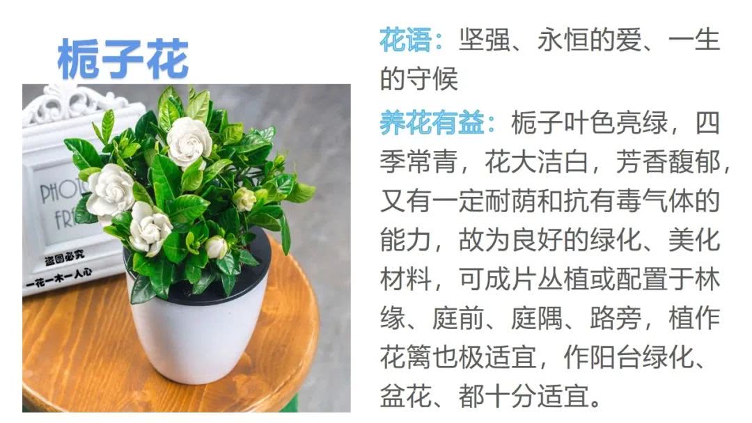 每日识花:栀子花