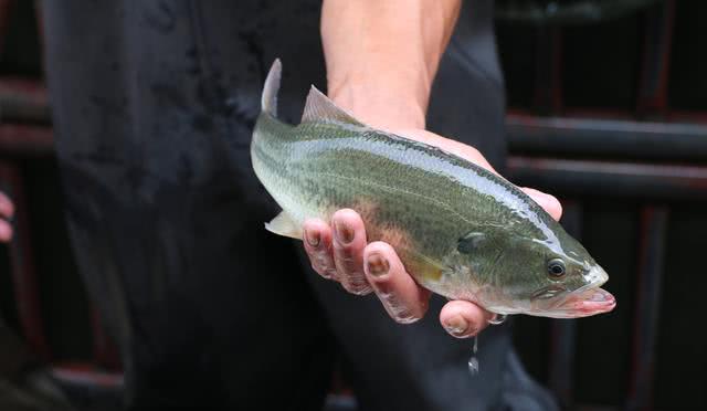 照这3点买鱼,鲜美鲈鱼准没错,老板:你太精明了