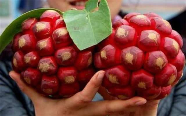 网评十大难吃的"怪味水果",榴莲在其中,全吃过的是条汉子!