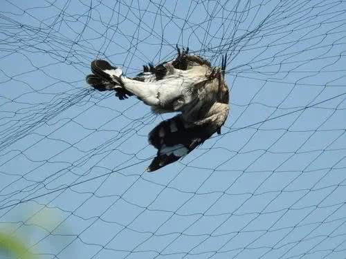 猖狂!敢在围场县非法狩猎?