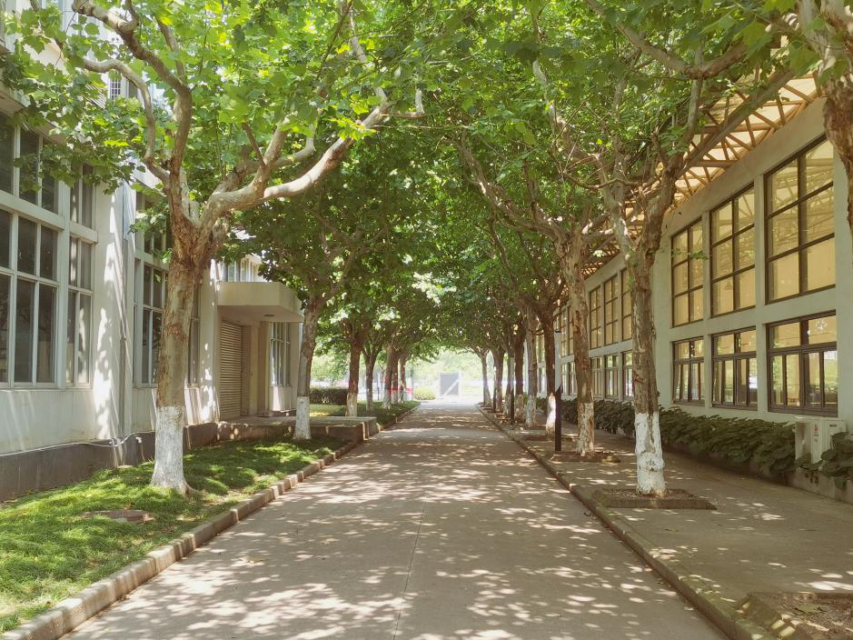 盛夏,博恩,青春,校园,叶子,夏天